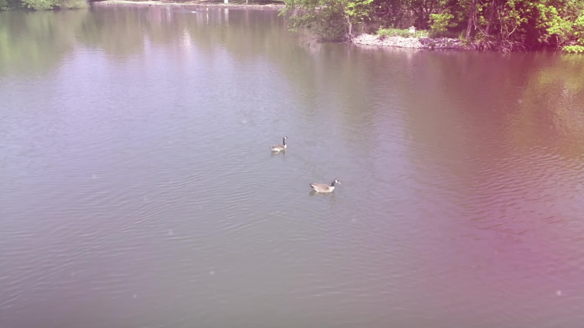 Thumbnail image for ParksRec Opener 2024